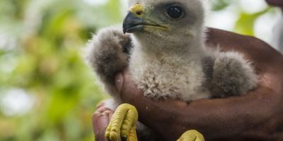 A Ridgway's Hawk Nestling being held in a person's hand during biological examinatinos