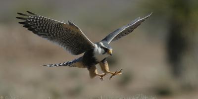 Aplomado Falcon in flight with legs outstretched