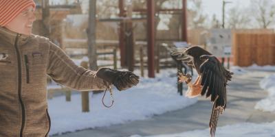 Griffin the Swainson's Hawk flying to Stephanie amidst the snow