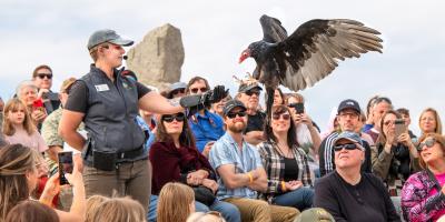 A vulture landing on the glove of a trainer standing in a crowd